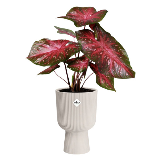 vibes fold coupe 14cm blanc lin -elho de Elho - Pot en plastique de qualité dans E029