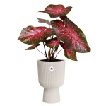 vibes fold coupe 14cm blanc lin -elho de Elho - Pot en plastique de qualité dans E029