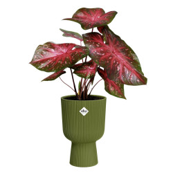 vibes fold coupe 14cm vert fougere -elho de Elho - Pot en plastique de qualité dans E029
