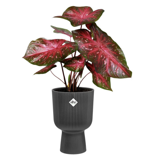 vibes fold coupe 30cm anthracite -elho de Elho - Pot en plastique de qualité dans E029