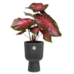 vibes fold coupe 30cm anthracite -elho de Elho - Pot en plastique de qualité dans E029