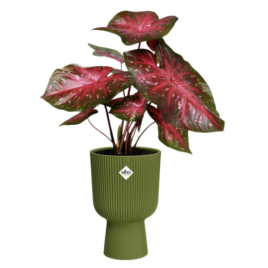 vibes fold coupe 30cm vert fougere -elho de Elho - Pot en plastique de qualité dans E029