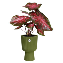 vibes fold coupe 30cm vert fougere -elho de Elho - Pot en plastique de qualité dans E029