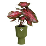 vibes fold coupe 30cm vert fougere -elho de Elho - Pot en plastique de qualité dans E029