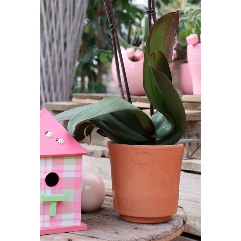 Pot orchidees brut d16 h15 de Poterie d'Albi - Poterie de qualité à Bordeaux dans P150