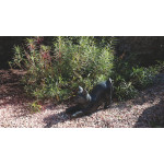 CHAT TERRAZZO NOIR L.50CM de Chamorin - Déco pour le jardin dans C1411