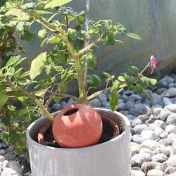 Ollas pastel pêche lutton de Poterie Lutton dans P2031