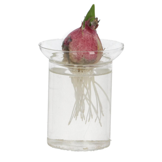 Vase pour Bulbes L - Élégante Déco de Jardin et Accessoire Pratique pour Jardiniers de Esschert design - deco maison et jardi...