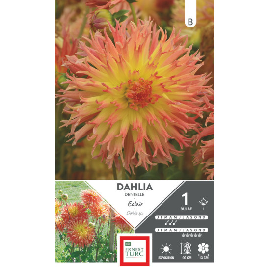 Dahlia Dentelle Éclair Bulbes à Fleurs Printemps pour Jardin Éclatant de Teragile - produits pour le jardin dans E0991