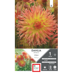 Dahlia Dentelle Éclair Bulbes à Fleurs Printemps pour Jardin Éclatant de Teragile - produits pour le jardin dans E0991