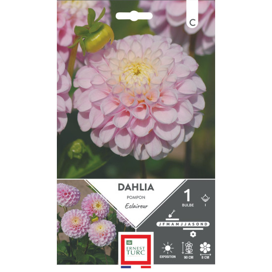 Dahlia Pompon Éclaireur Bulbes à Fleurs Printemps x1 de Teragile - produits pour le jardin dans E0991