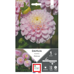Dahlia Pompon Éclaireur Bulbes à Fleurs Printemps x1 de Teragile - produits pour le jardin dans E0991