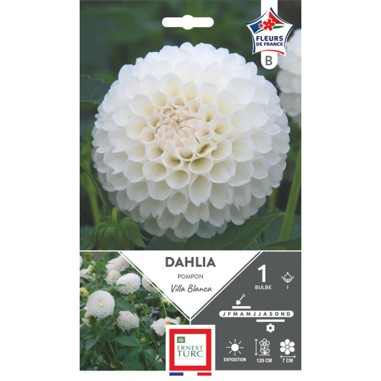 Dahlia pompon villa blanca bulbes à fleurs printemps pour jardin et balcon de Teragile - produits pour le jardin dans E0991