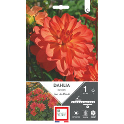 Dahlia Buisson Tour Du Monde - Bulbes À Fleurs Printemps de Teragile - produits pour le jardin dans E0991