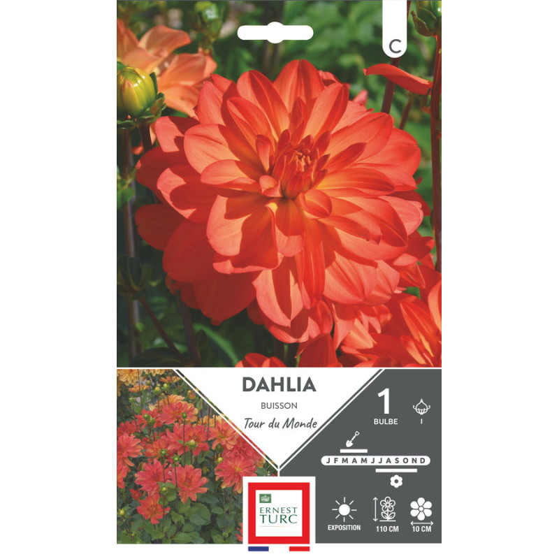Dahlia Buisson Tour Du Monde - Bulbes À Fleurs Printemps de Teragile - produits pour le jardin dans E0991