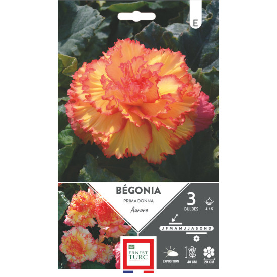Begonia Prima Donna Aurore 4/5 X3 - Bulbes à Fleurs Printemps de Teragile - produits pour le jardin dans E0991
