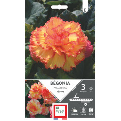 Begonia Prima Donna Aurore 4/5 X3 - Bulbes à Fleurs Printemps de Teragile - produits pour le jardin dans E0991