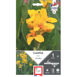 Canna Nain Caballero Bulbes À Fleurs Printemps 1x de Teragile - produits pour le jardin dans E0991