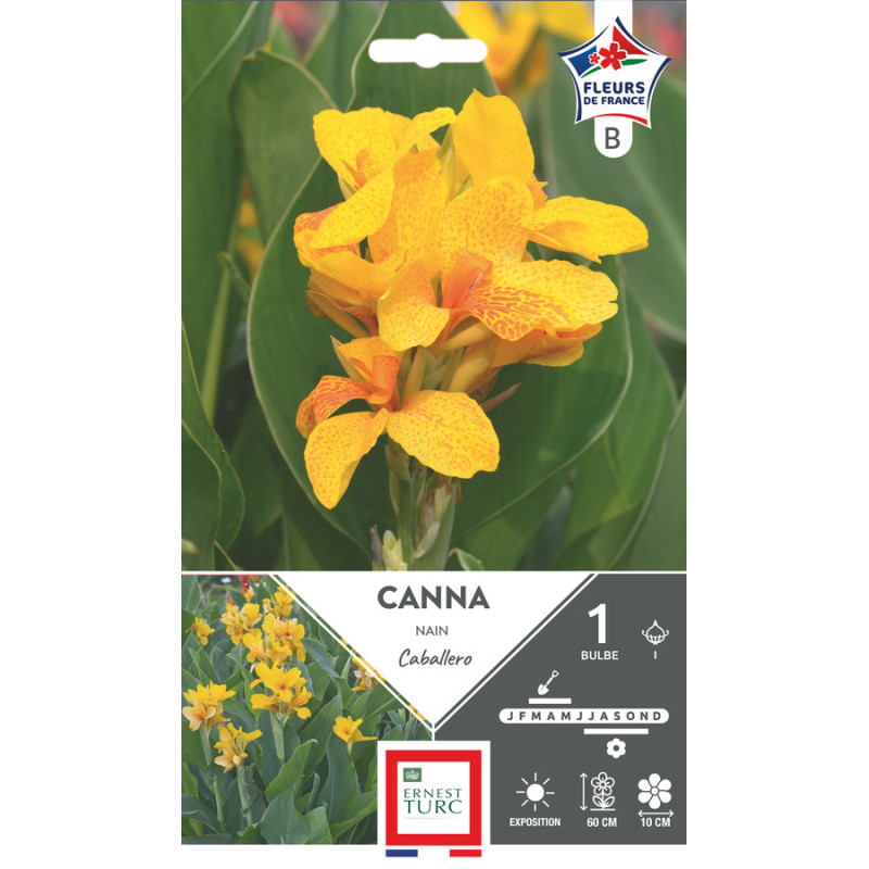 Canna Nain Caballero Bulbes À Fleurs Printemps 1x de Teragile - produits pour le jardin dans E0991