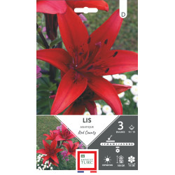 Lys asiatique red county 16/18 x3 - bulbes à fleurs printemps de Teragile - produits pour le jardin dans E0991