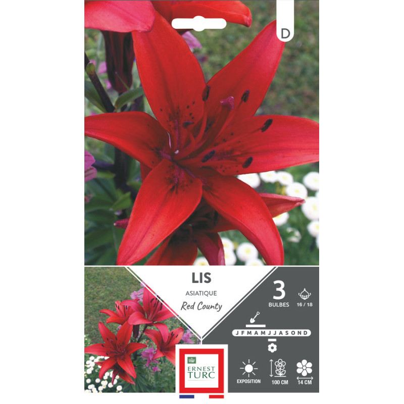 Lys asiatique red county 16/18 x3 - bulbes à fleurs printemps de Teragile - produits pour le jardin dans E0991