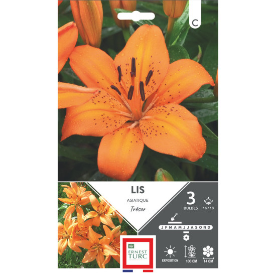 Lys asiatique trésor 16/18 en pot x3 pour jardin fleuri au printemps de Teragile - produits pour le jardin dans E0991