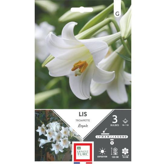 Lis trompette régale 16/18 x3 - bulbes à fleurs printemps pour jardin éclatant de Teragile - produits pour le jardin dans E0991