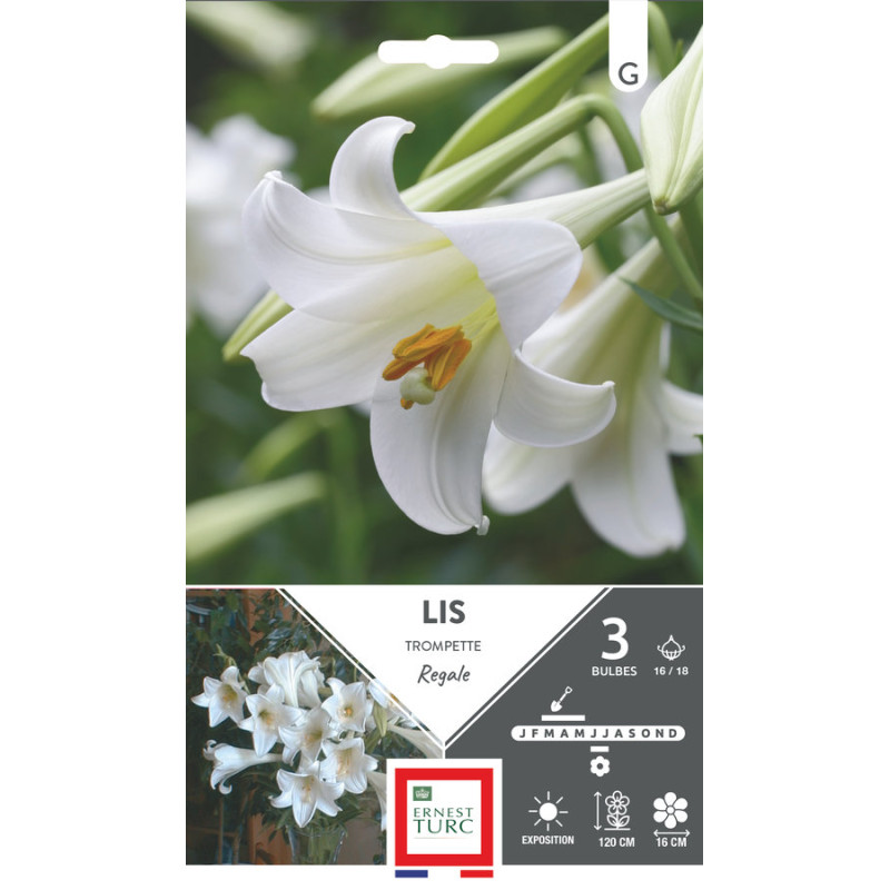 Lis trompette régale 16/18 x3 - bulbes à fleurs printemps pour jardin éclatant de Teragile - produits pour le jardin dans E0991