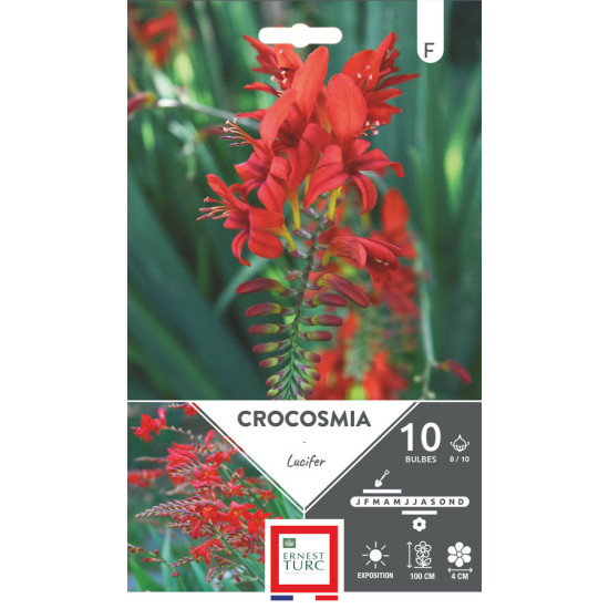Crocosmia lucifer bulbes à fleurs printemps x10 pour jardin coloré de Teragile - produits pour le jardin dans E0991