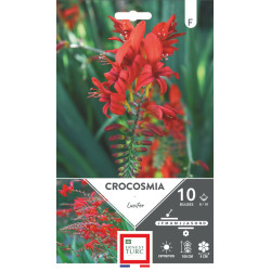 Crocosmia lucifer bulbes à fleurs printemps x10 pour jardin coloré de Teragile - produits pour le jardin dans E0991