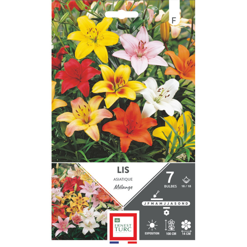 Lys asiatique mélange 16/18 - bulbes à fleurs printemps pour jardin fleuri de Teragile - produits pour le jardin dans E0991