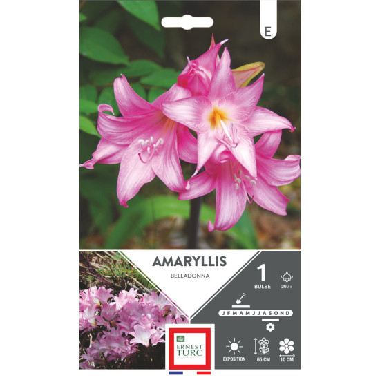 Amaryllis Belladonna 20/+ Bulbes à Fleurs Printemps pour Jardins Éblouissants de Teragile - produits pour le jardin dans E0991