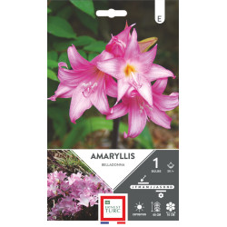 Amaryllis Belladonna 20/+ Bulbes à Fleurs Printemps pour Jardins Éblouissants de Teragile - produits pour le jardin dans E0991