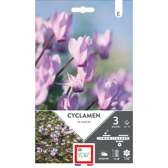 Cyclamen Neapolitanum 13/15 x3 - Bulbes à fleurs de printemps pour jardin fleuri de Teragile - produits pour le jardin dans E...