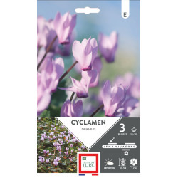 Cyclamen Neapolitanum 13/15 x3 - Bulbes à fleurs de printemps pour jardin fleuri de Teragile - produits pour le jardin dans E...