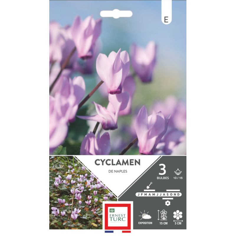 Cyclamen Neapolitanum 13/15 x3 - Bulbes à fleurs de printemps pour jardin fleuri de Teragile - produits pour le jardin dans E...