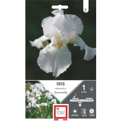 Iris germanica immortality - bulbes à fleurs de printemps x1 de Teragile - produits pour le jardin dans E0991