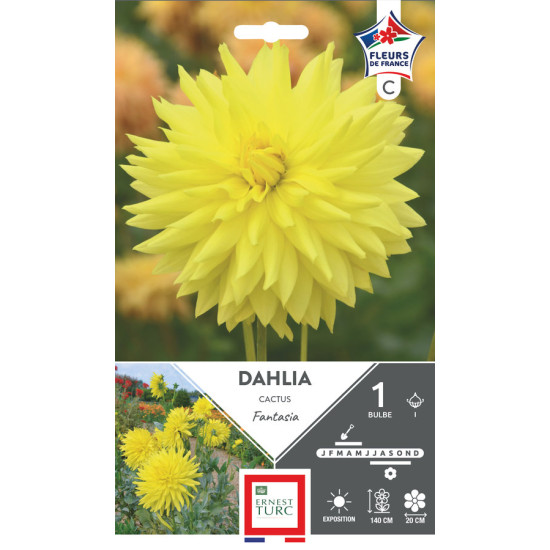 Dahlia Décoratif Fantasia Bulbes À Fleurs Printemps de Teragile - produits pour le jardin dans E0991