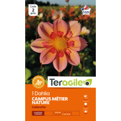 Dahlia Collerette Campus - Bulbes à Fleurs Printemps pour Jardinage et Décoration de Teragile - produits pour le jardin dans ...