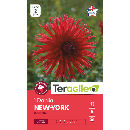 Dahlia Dentelle New York - Bulbe à Fleur Printemps X1 de Teragile - produits pour le jardin dans E0991