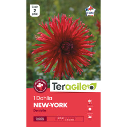 Dahlia Dentelle New York - Bulbe à Fleur Printemps X1 de Teragile - produits pour le jardin dans E0991