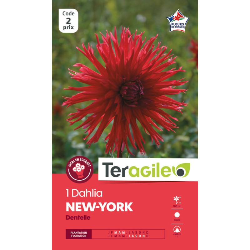Dahlia Dentelle New York - Bulbe à Fleur Printemps X1 de Teragile - produits pour le jardin dans E0991