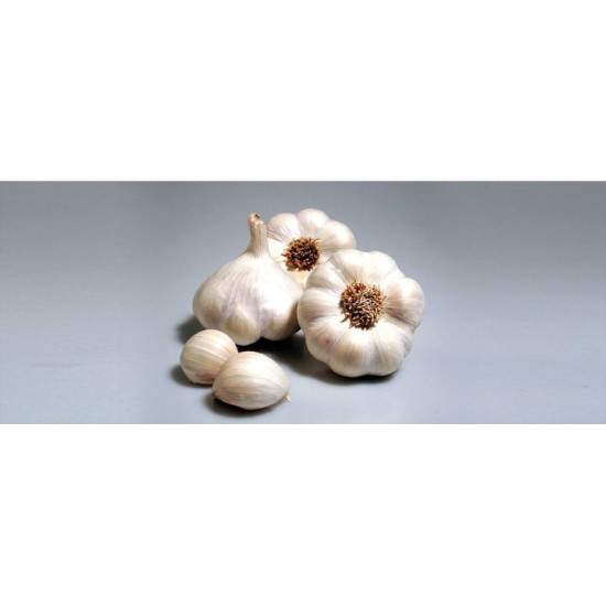 AIL BLANC GARCUA 500G, plants pour le jardin potager de Jardinerie Bordeaux Libourne Gironde dans Upsellr
