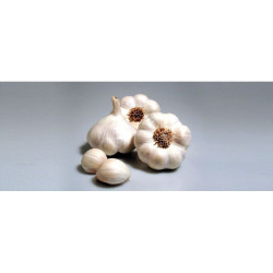 AIL BLANC GARCUA 500G, plants pour le jardin potager de Jardinerie Bordeaux Libourne Gironde dans Upsellr