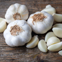 AIL BLANC GARCUA 500G, plants pour le jardin potager de Jardinerie Bordeaux Libourne Gironde dans Upsellr