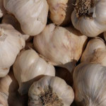 AIL BLANC GARCUA 500G, plants pour le jardin potager de Jardinerie Bordeaux Libourne Gironde dans Upsellr