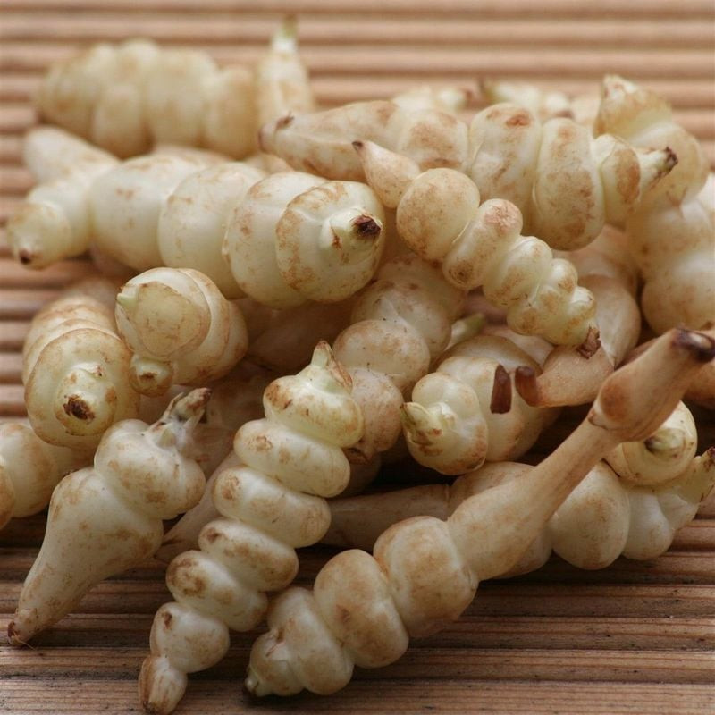 Crosne du japon 50g - légume racine exotique, pour salades de Jardinerie Bordeaux Libourne Gironde dans C126
