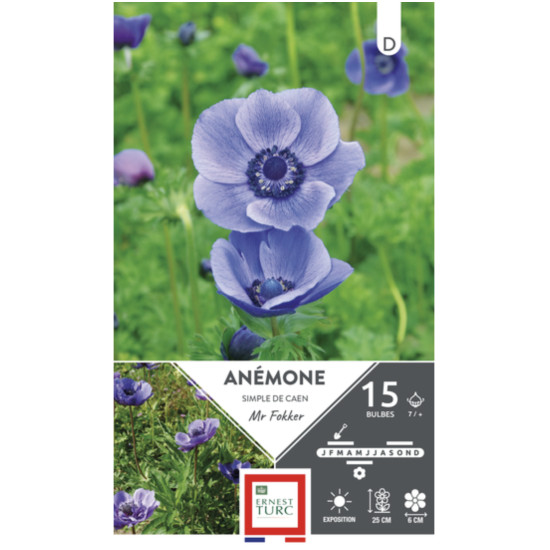 Anémone Simple De Caen Mr Fokker - Bulbes À Fleurs Printemps 6/7 X15 de Jardinerie Bordeaux Libourne Gironde dans E0991