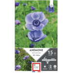 Anémone Simple De Caen Mr Fokker - Bulbes À Fleurs Printemps 6/7 X15 de Jardinerie Bordeaux Libourne Gironde dans E0991