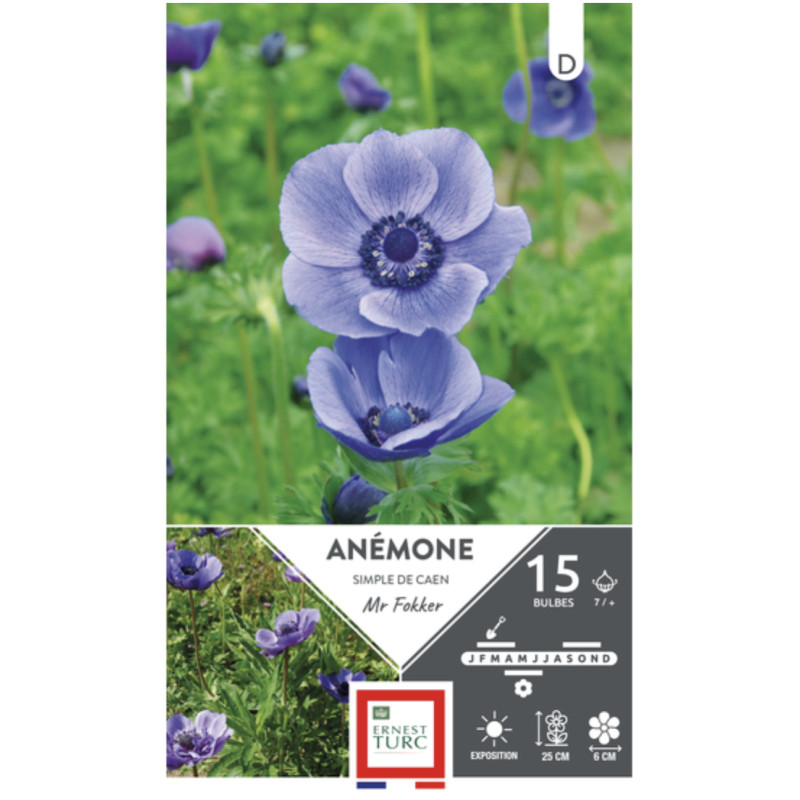 Anémone Simple De Caen Mr Fokker - Bulbes À Fleurs Printemps 6/7 X15 de Jardinerie Bordeaux Libourne Gironde dans E0991